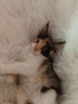 Maine Coon mit Stammbaum