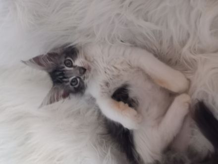 Maine Coon mit Stammbaum