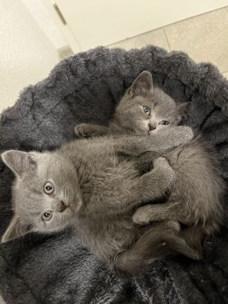 Bkh Babykatzen abzugeben