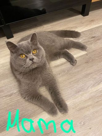 Bkh Babykatzen abzugeben