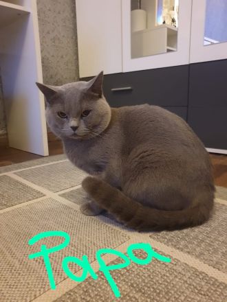 Bkh Babykatzen abzugeben