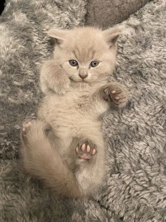 Bkh Babykatzen abzugeben