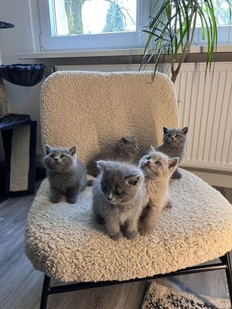 Bkh Babykatzen abzugeben