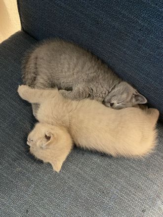 Bkh Babykatzen abzugeben