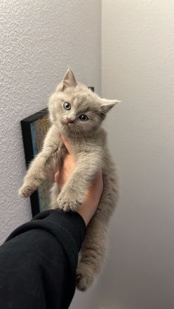 Bkh Babykatzen abzugeben