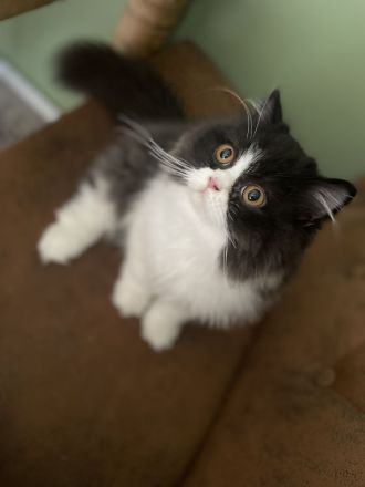 Britisch kurzhaar langhaar bkh kitten Babys mit Stammbaum