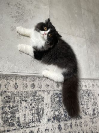 Britisch kurzhaar langhaar bkh kitten Babys mit Stammbaum