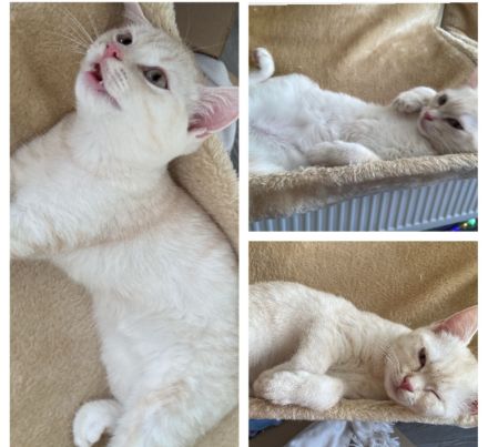 Liebevoller EKH/BKH kater abzugeben