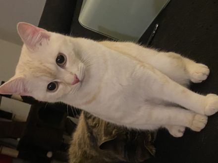 Liebevoller EKH/BKH kater abzugeben