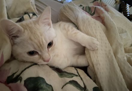 Liebevoller EKH/BKH kater abzugeben