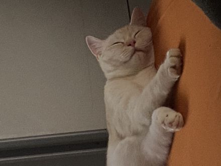 Liebevoller EKH/BKH kater abzugeben