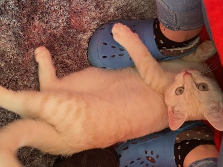 Liebevoller EKH/BKH kater abzugeben