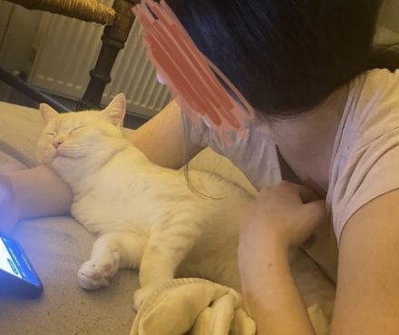 Liebevoller EKH/BKH kater abzugeben