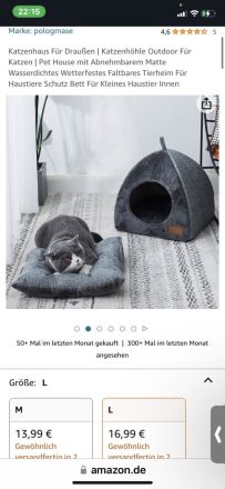 Liebevoller EKH/BKH kater abzugeben