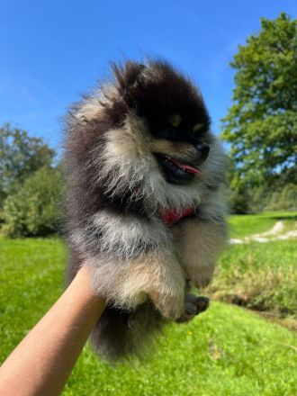Pomeranian Welpen