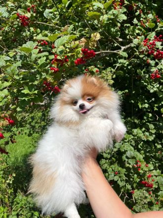 Pomeranian Welpen