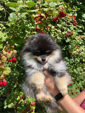 Pomeranian Welpen