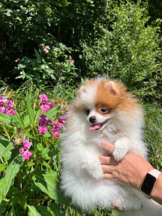 Pomeranian Welpen