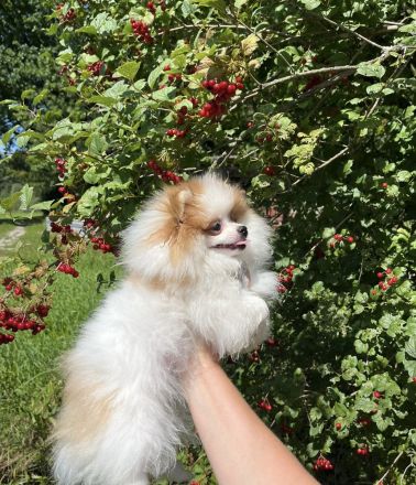 Pomeranian Welpen