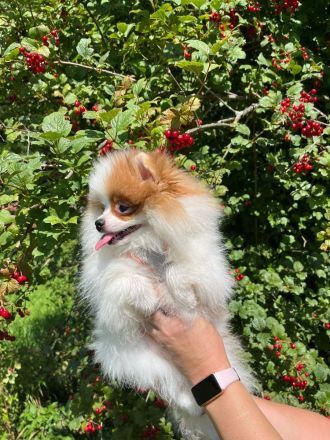 Pomeranian Welpen