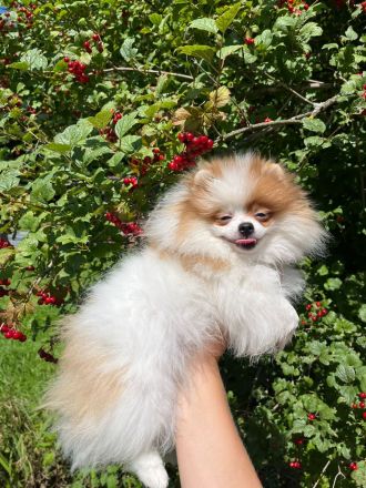 Pomeranian Welpen