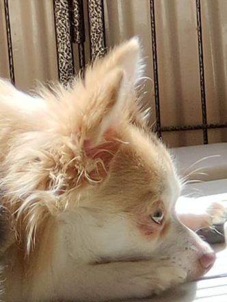 Reinrassiger Chihuahuarüde sucht neues Körbchen