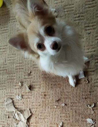 Reinrassiger Chihuahuarüde sucht neues Körbchen