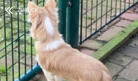 Reinrassiger Chihuahuarüde sucht neues Körbchen