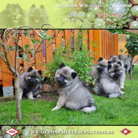 German Silver Sensations