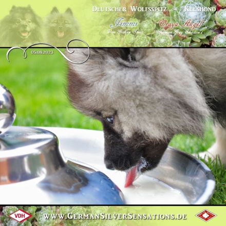 German Silver Sensations