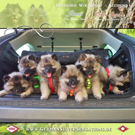 German Silver Sensations