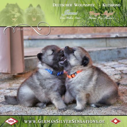 German Silver Sensations