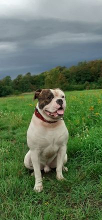 Biete unseren reinrassigen OEB mit Ahnentafel als Deckrüde an.