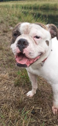 Biete unseren reinrassigen OEB mit Ahnentafel als Deckrüde an.