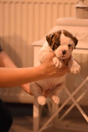 Biete unseren reinrassigen OEB mit Ahnentafel als Deckrüde an.