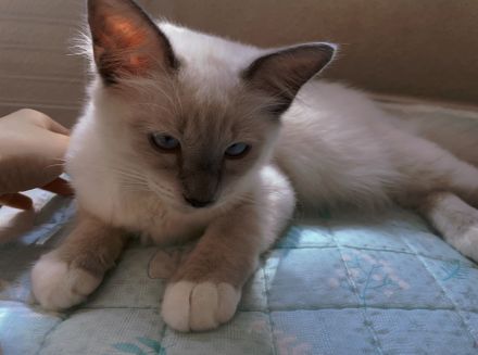 Heilige Birma junge in Stuttgart