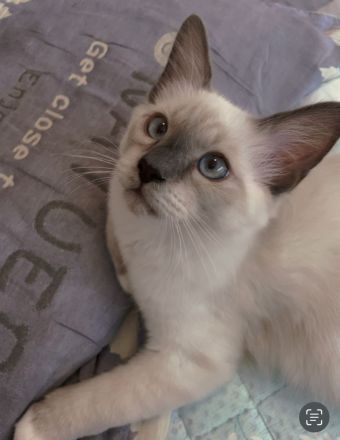 Heilige Birma junge in Stuttgart