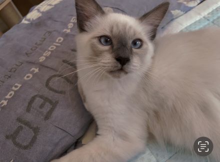 Heilige Birma junge in Stuttgart