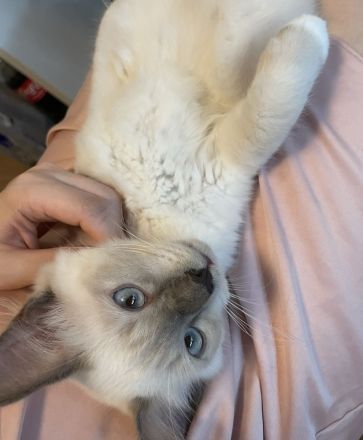 Heilige Birma junge in Stuttgart