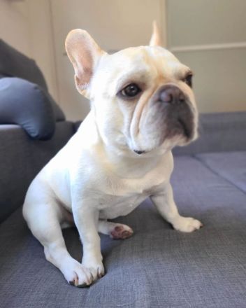 Männlicher Welpe der französischen Bulldogge