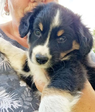 3 Australian Shepherd Welpen  männlich