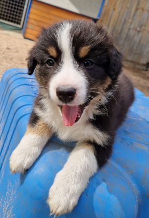 3 Australian Shepherd Welpen  männlich