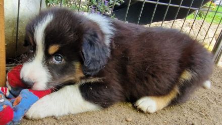 3 Australian Shepherd Welpen  männlich