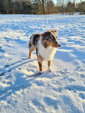 3 Australian Shepherd Welpen  männlich