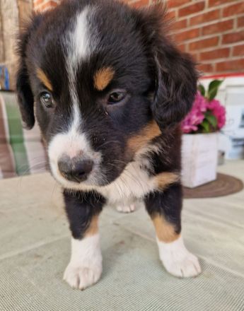 3 Australian Shepherd Welpen  männlich