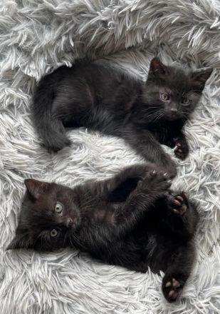 BKH Kitten suchen neues Zuhause - Kätzchen