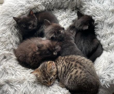 BKH Kitten suchen neues Zuhause - Kätzchen