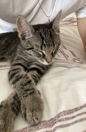 Kater der ein Zuhause sucht