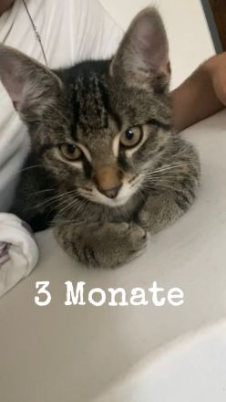 Kater der ein Zuhause sucht