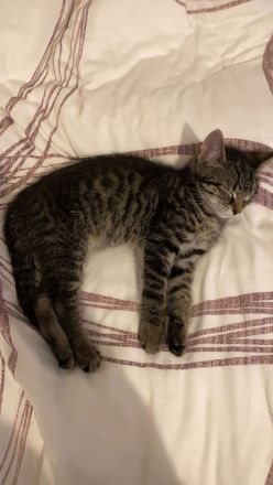 Kater der ein Zuhause sucht